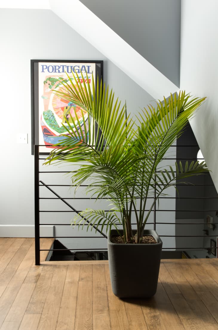 5 Houseplants It's Worth Buying in an Extra Large Size | Apartment Therapy